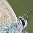 Polyommatus thersites